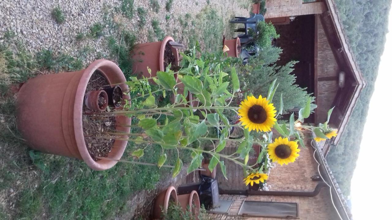 Podere Ficareto Farm Ancaiano Exteriér fotografie